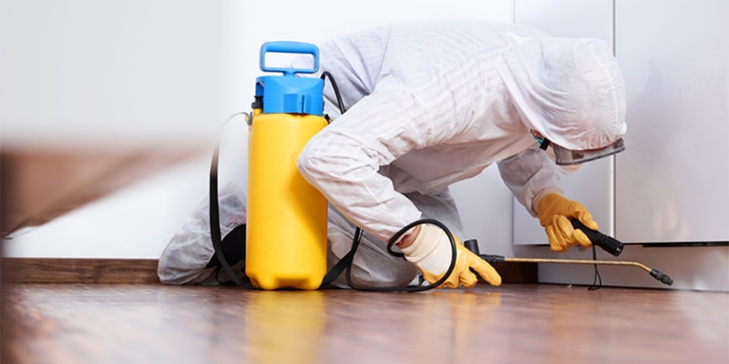 Professionalnaya_dezinsektsiya